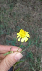 Acmella oppositifolia