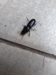 Coleoptera
