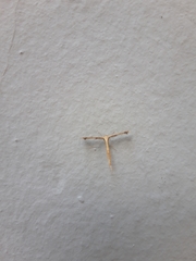 Lepidoptera