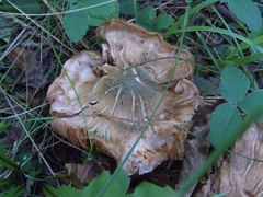 Thaxterogaster purpurascens