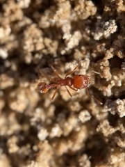 Pogonomyrmex comanche