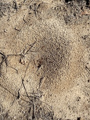 Pogonomyrmex comanche