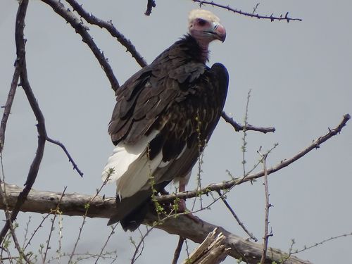 White-headed Vulture