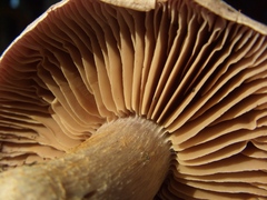 Thaxterogaster purpurascens