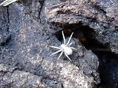 Philodromidae