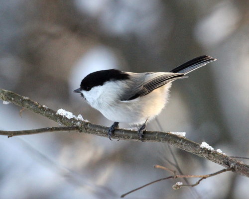 Willow Tit, photo 9 of 10