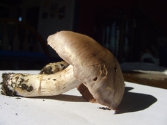 Thaxterogaster purpurascens