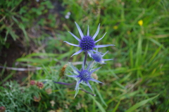 Eryngium bourgatii