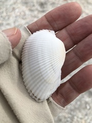 Anadara secticostata