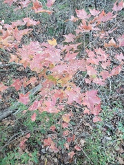 Acer leucoderme