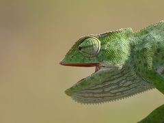 Chamaeleo senegalensis