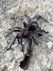 Phormictopus cancerides