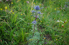 Eryngium bourgatii