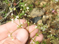 Galium mexicanum