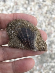 Pteria colymbus