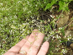 Galium mexicanum