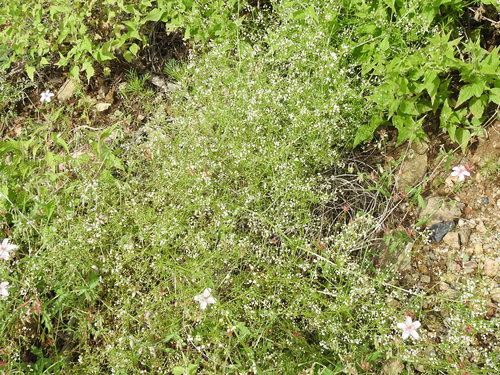 Image of Galium mexicanum by (c) Sam Kieschnick, some rights reserved (CC BY)