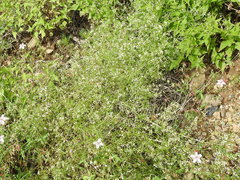 Galium mexicanum