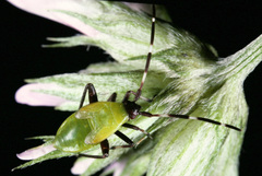 Adelphocoris vandalicus