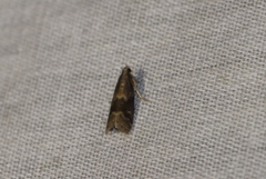 Glyptoteles leucacrinella