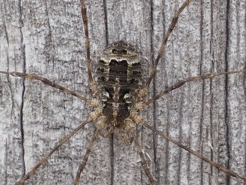 Representative image of Lacinius