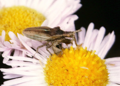 Lophoscutus prehensilis