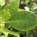 Buttonwood Flea Beetle - Photo (c) Susan J. Hewitt, some rights reserved (CC BY-NC), uploaded by Susan J. Hewitt