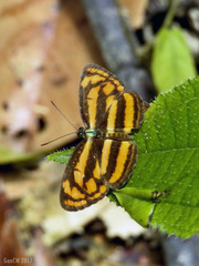 Pantoporia