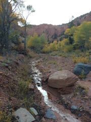 Astragalus kentrophyta
