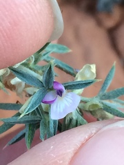 Astragalus kentrophyta