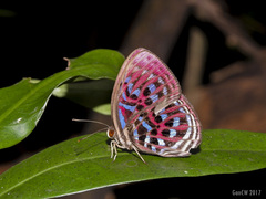 Paralaxita