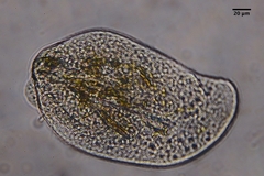 Phyllopharyngea
