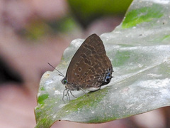 Arhopala