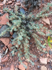 Astragalus kentrophyta