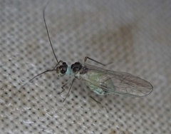 Stenopsocus