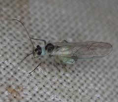 Stenopsocus