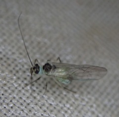 Stenopsocus