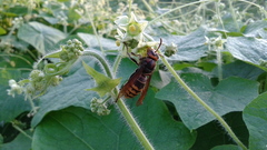 Vespa crabro flavofasciata
