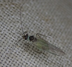 Stenopsocus