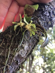 Sarcochilus parviflorus