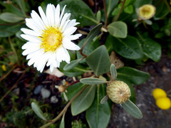 Pachystegia rufa