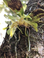 Sarcochilus parviflorus