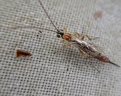 Tromatobia lineatoria