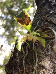 Sarcochilus parviflorus