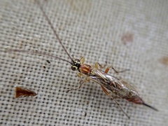 Tromatobia lineatoria