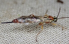 Tromatobia lineatoria
