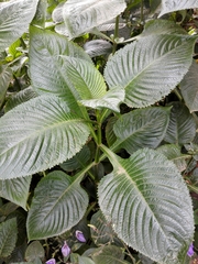 Brillantaisia