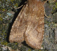 Lithophane semiusta