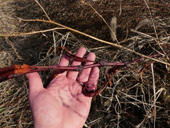Persicaria robustior