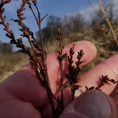 Persicaria robustior